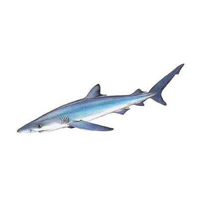 Blue Shark