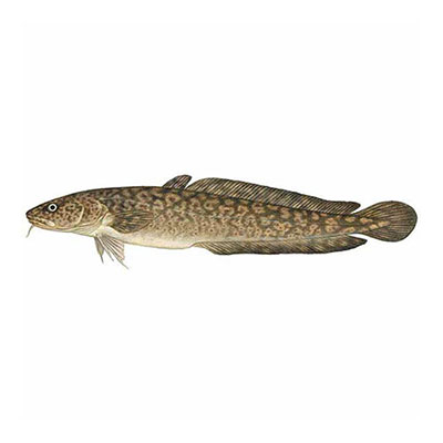  Burbot 