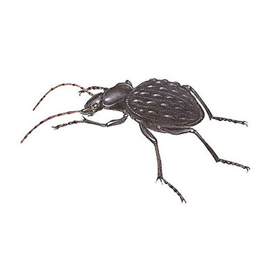 Carabus Beetle