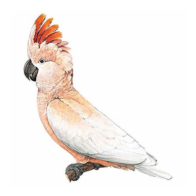 Cockatoo
