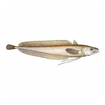 Codling