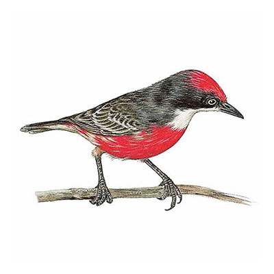 Crimson Chat