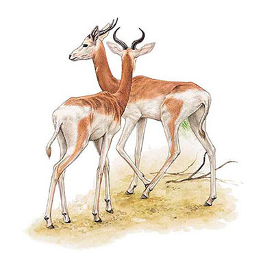  Dama Gazelle 