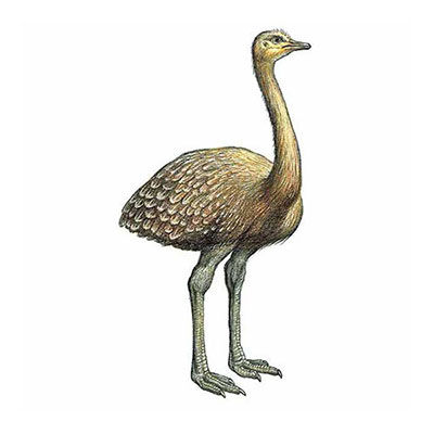  Darwins Rhea 