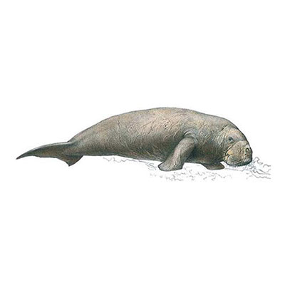 Dugong