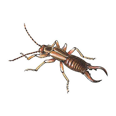 Earwig