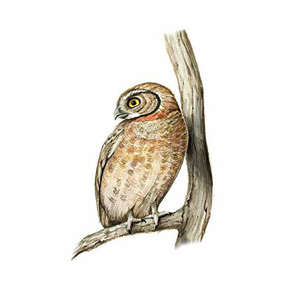 Elf Owl