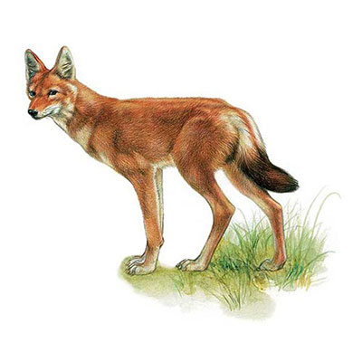  Ethiopian Wolf 