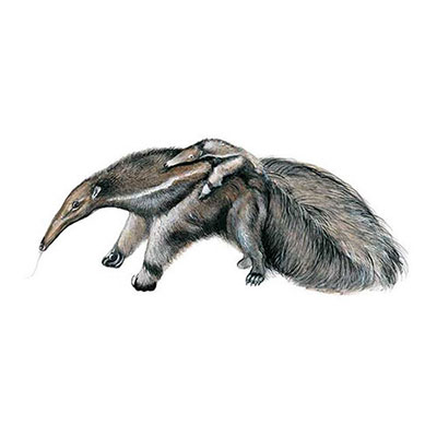 Giant Anteater