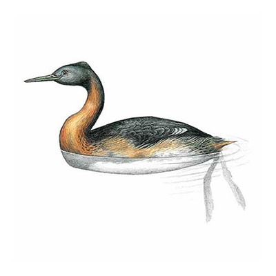 Great Grebe