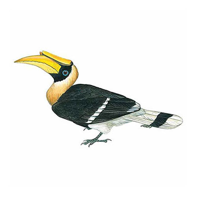 Hornbill