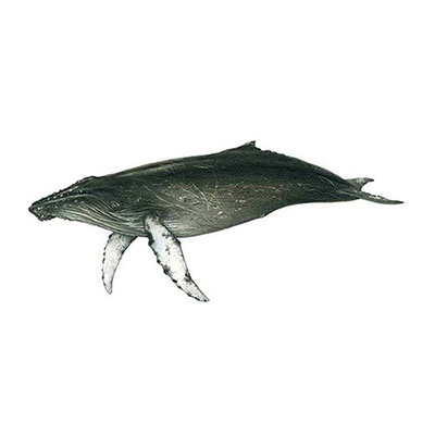 Humpback Whale