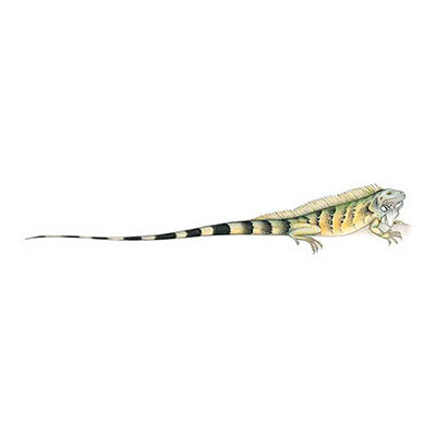 Iguana