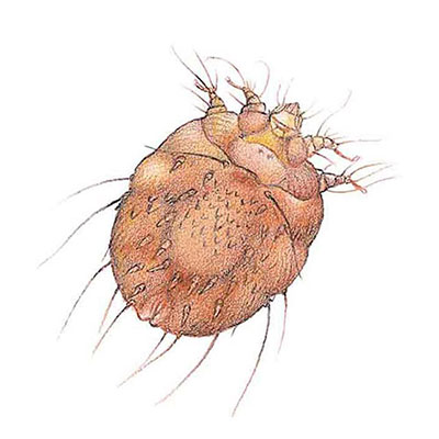 Itch Mite