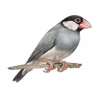 Java Sparrow
