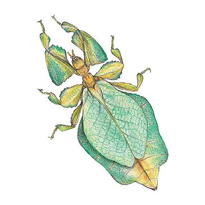 Leaf Insect