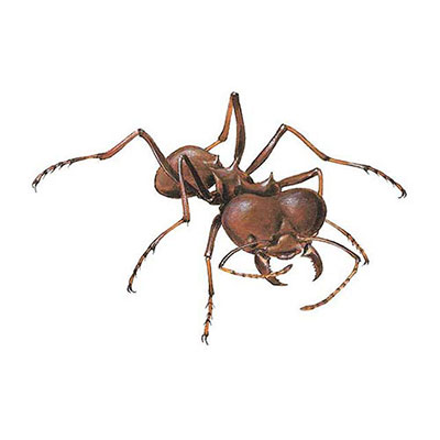 Leafcutter Ant