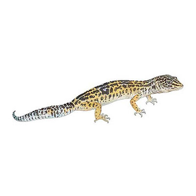  Leopard Gecko 