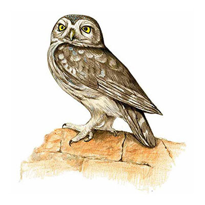 Little Owl