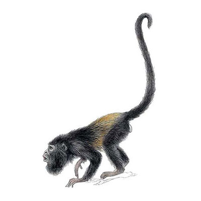 Mantled Howler