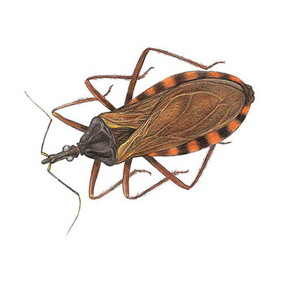  Mexican Bedbug 