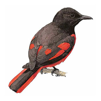 Minivet