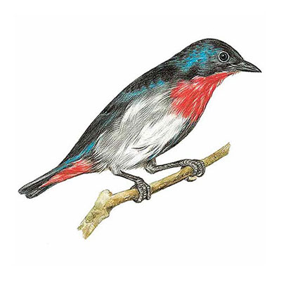  Mistletoebird 
