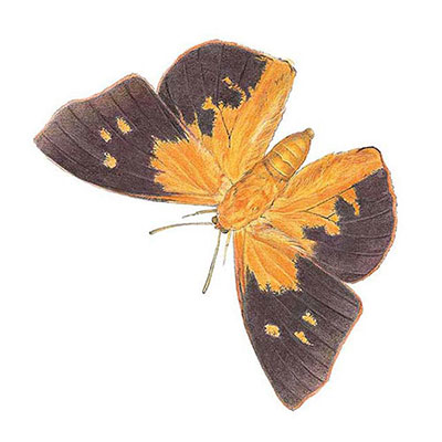 Moth Butterfly
