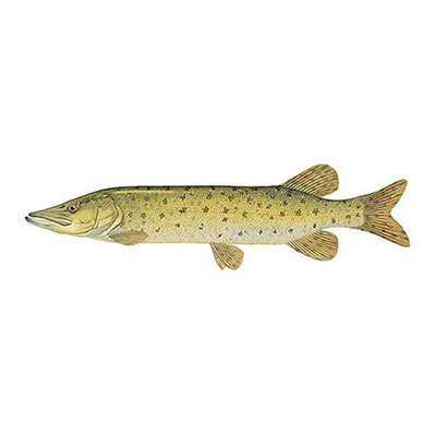 Muskellunge