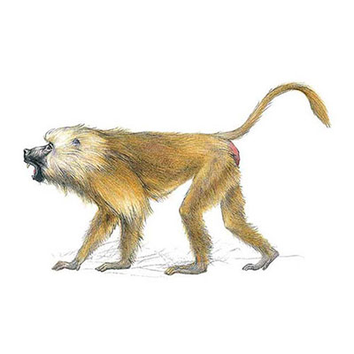 Olive Baboon