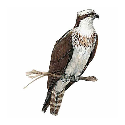 Osprey