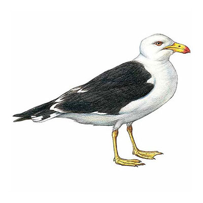 Pacific Gull