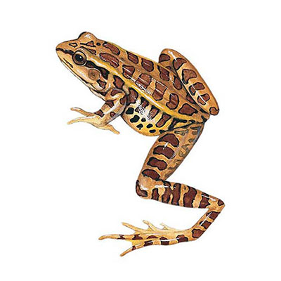 Pickerel Frog