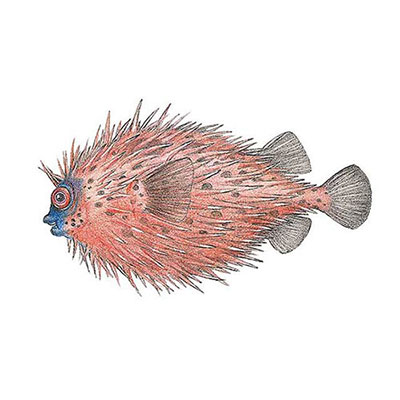 Porcupinefish