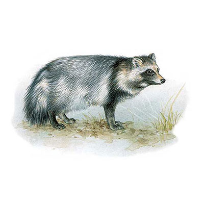 Raccoon Dog