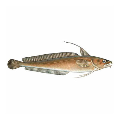 Red Hake