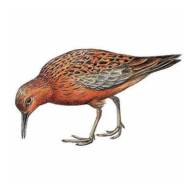 Red Knot