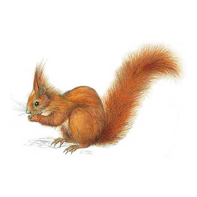 Red Squirrel