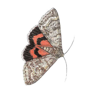Red Underwing