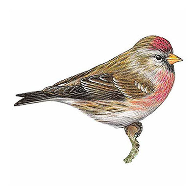 Redpoll