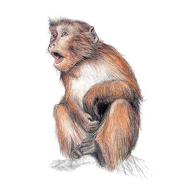  Rhesus Macaque 