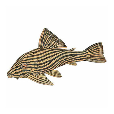 Royal Pleco