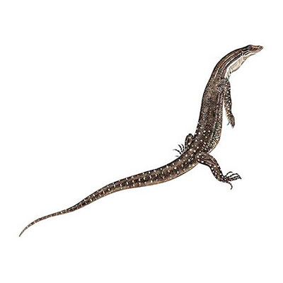 Sand Goanna