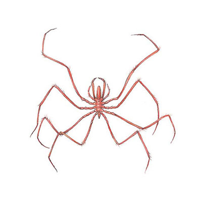 Sea Spider