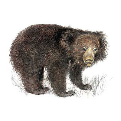Sloth Bear