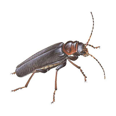 Soldier Beetle