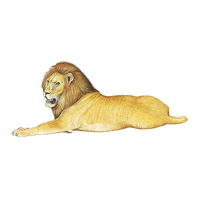  Somali Lion 