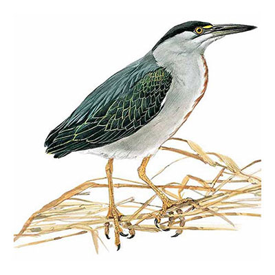Striated Heron