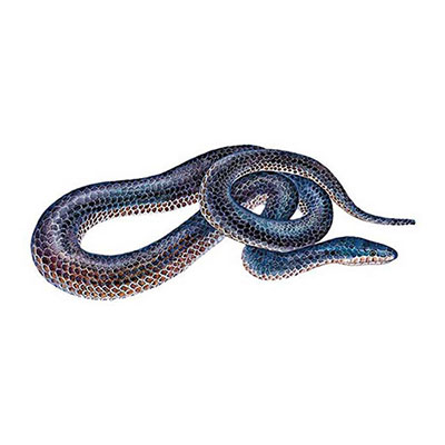 Sunbeam Snake