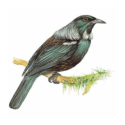  Tui 